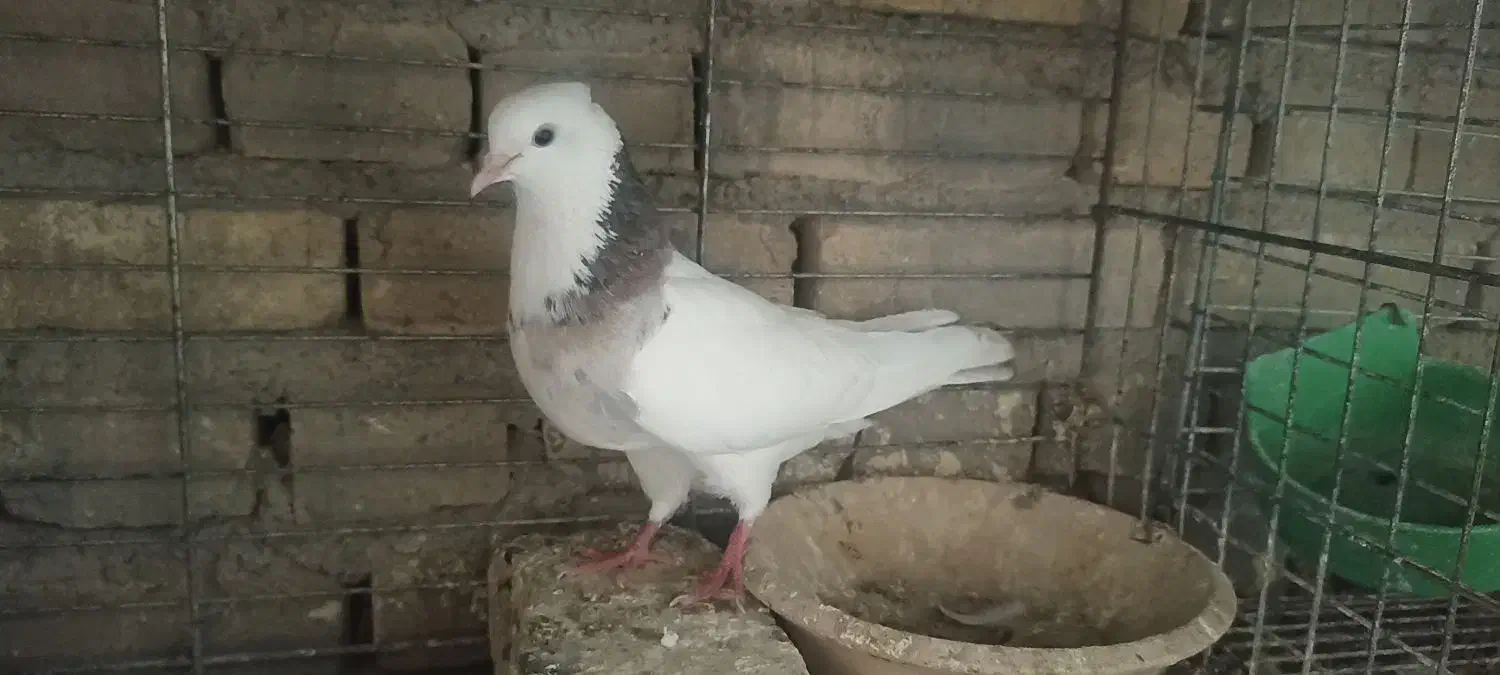 ماده طوقی سرور اردکان|پرنده|اردکان, |دیوار
