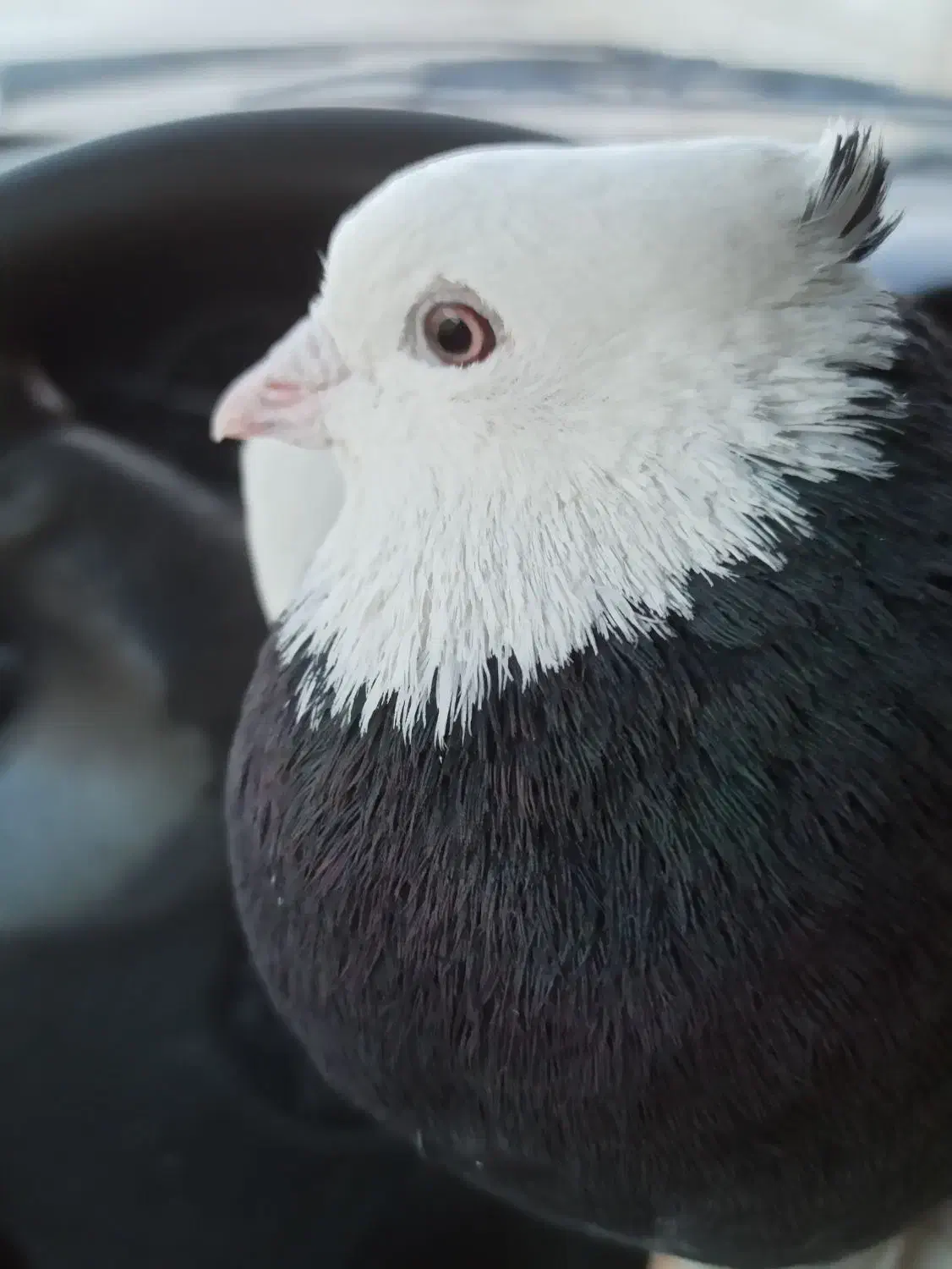 طوقی عطیقه|پرنده|مبارکه, |دیوار