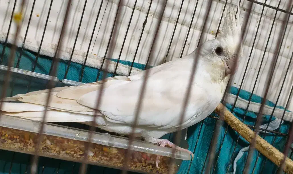 عروس پاریس دو جفت البنیو لتینیو|پرنده|حمیدیه, |دیوار