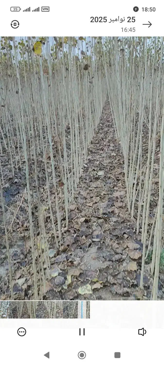 فروش نهال|خدمات باغبانی و درختکاری|حاجیلار, |دیوار