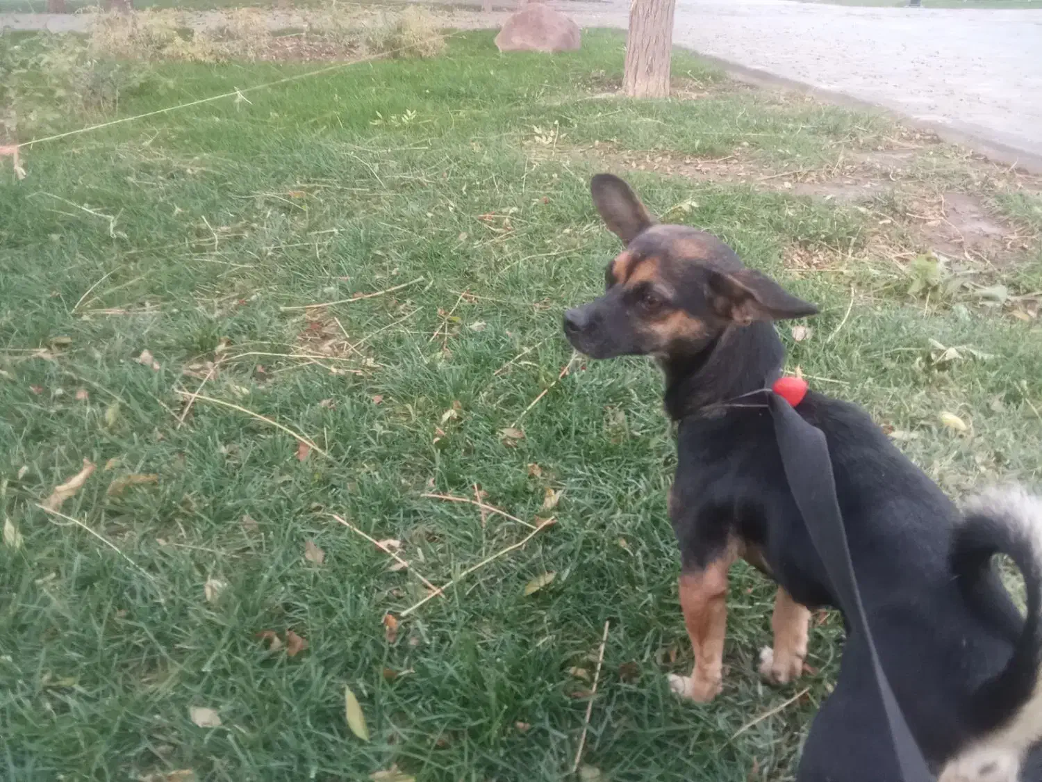 سگ نژاد شیوا|سگ|مشهد, شهید قربانی|دیوار