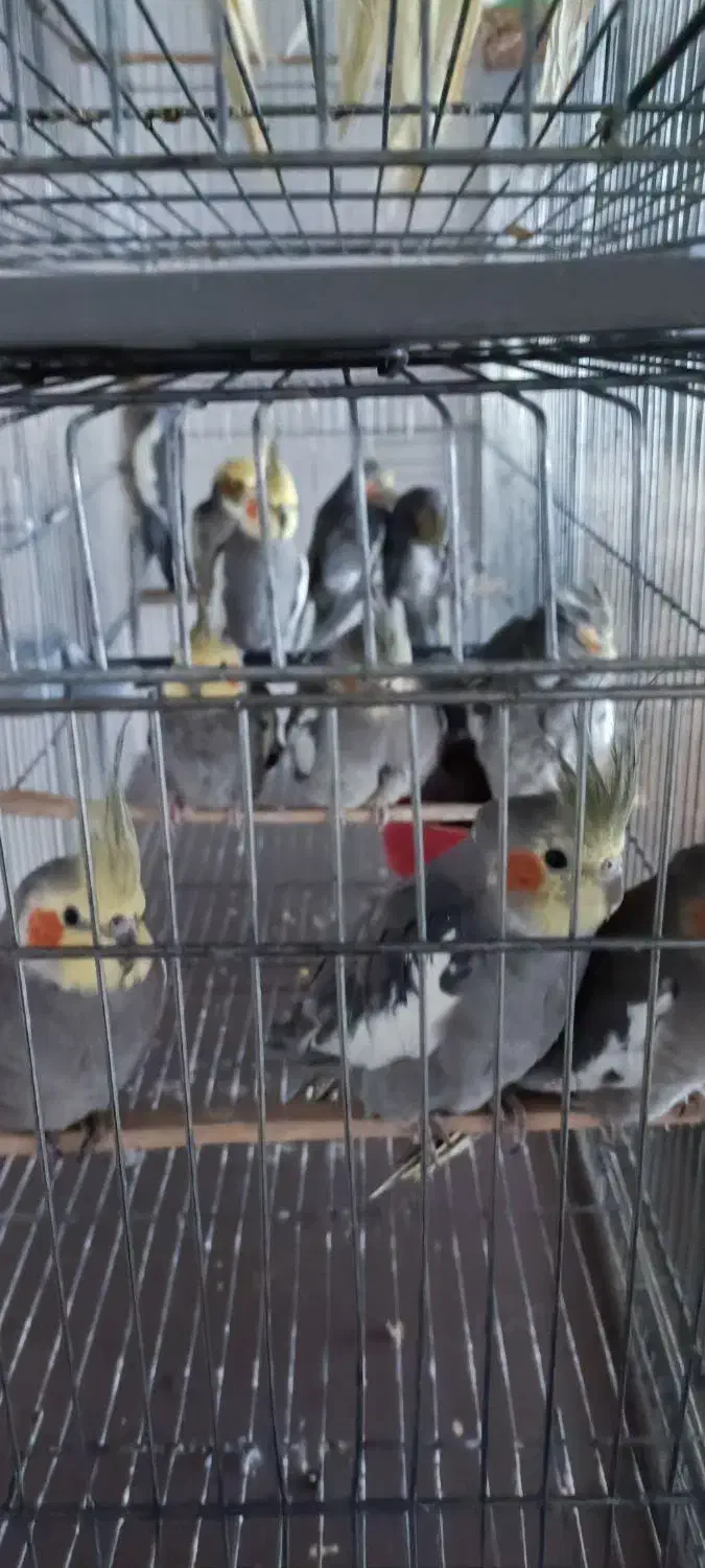 طوطی عروس هلندی تک و عمده|پرنده|خرمدره, |دیوار