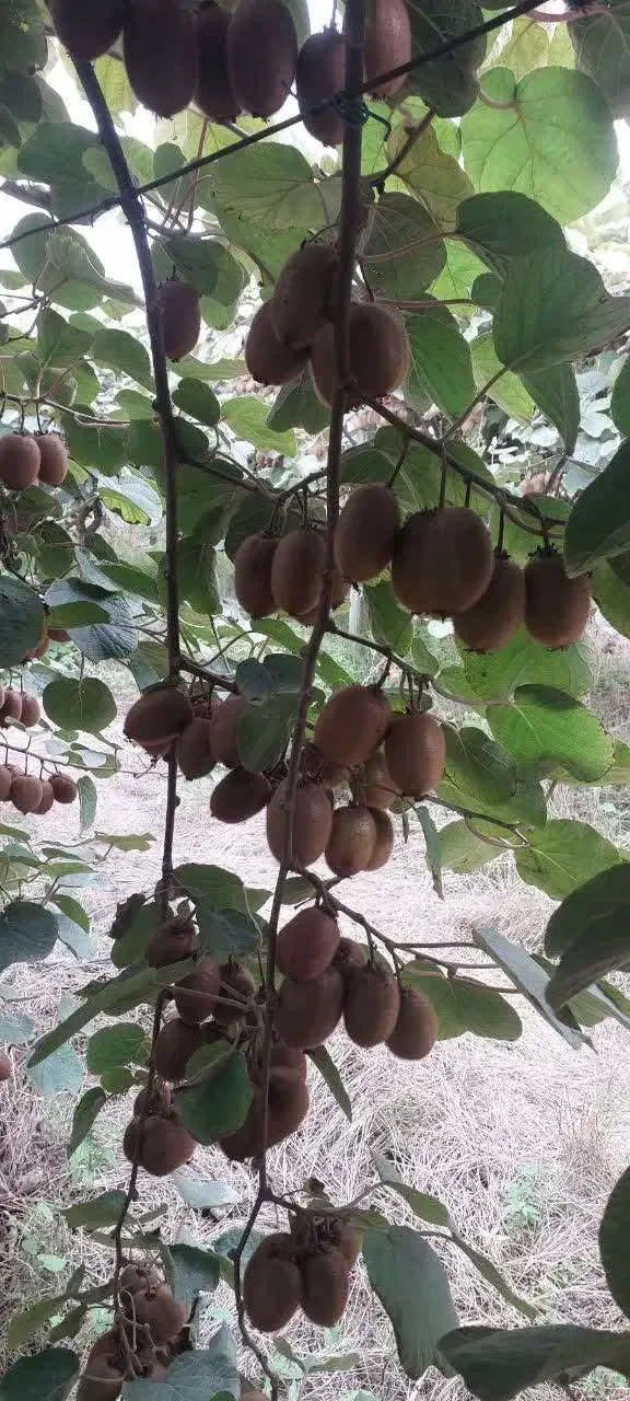 خریدار کیوی سردرختی|خدمات باغبانی و درختکاری|کیاکلا, |دیوار