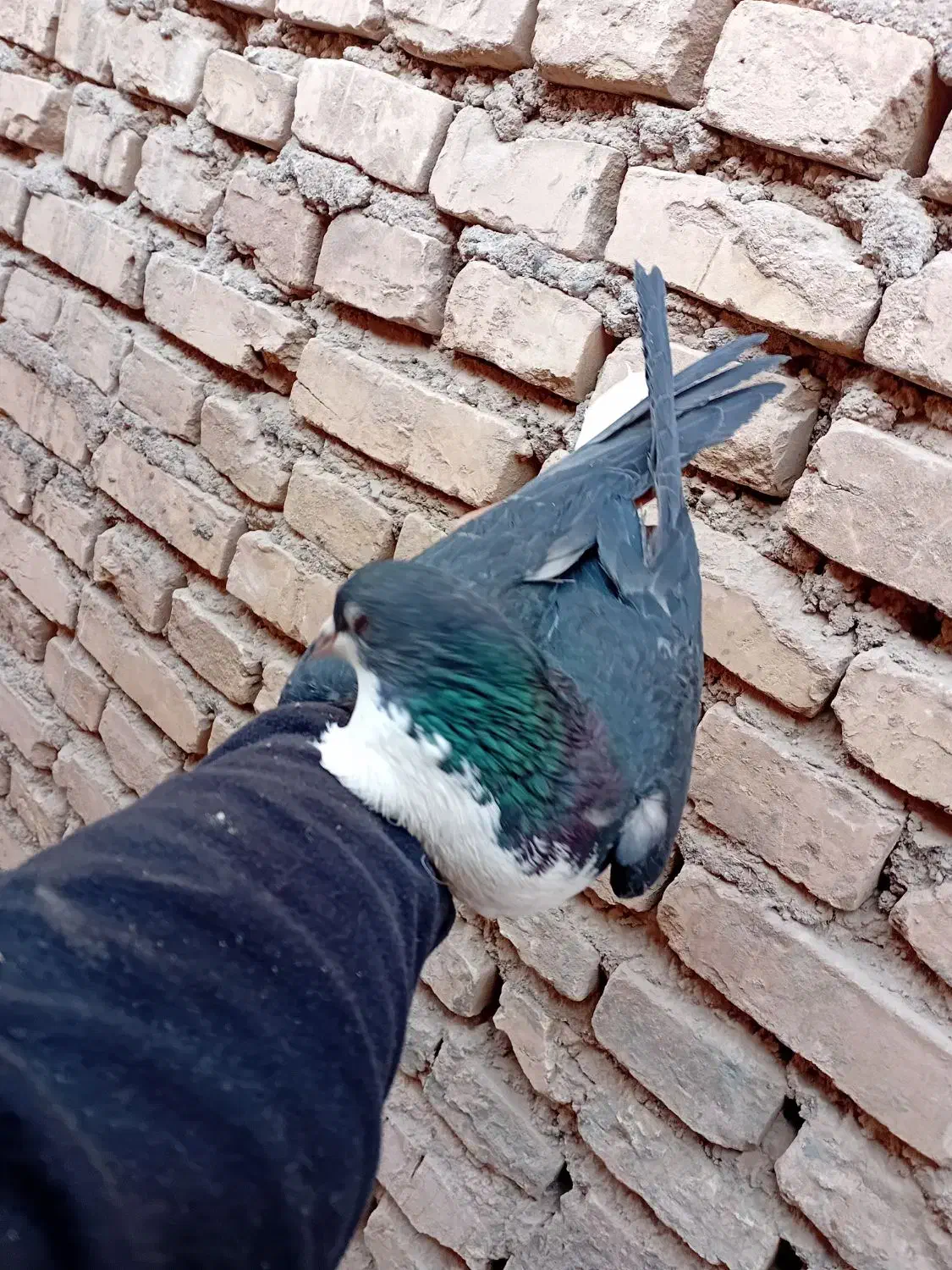 امری|پرنده|رفسنجان, |دیوار