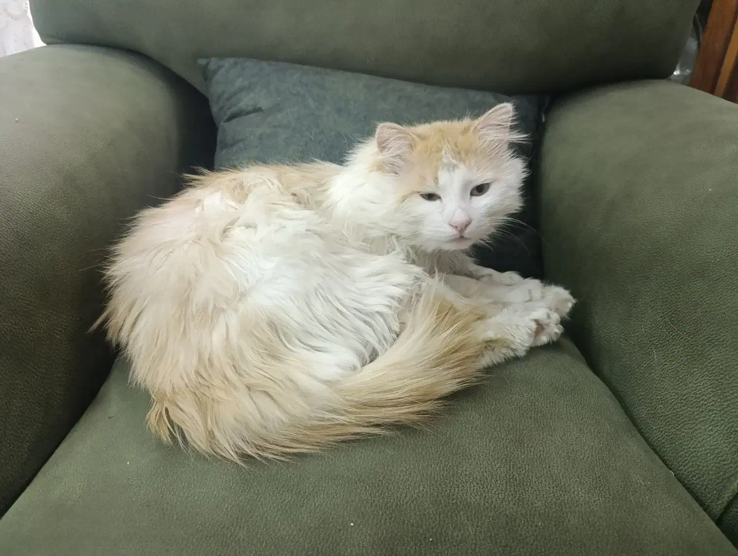 گربه|گربه|ارومیه, |دیوار