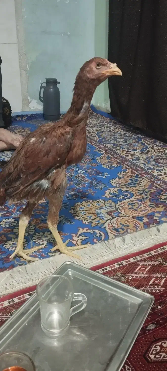 جوجه خروس لاری|حیوانات مزرعه|سمنان, |دیوار