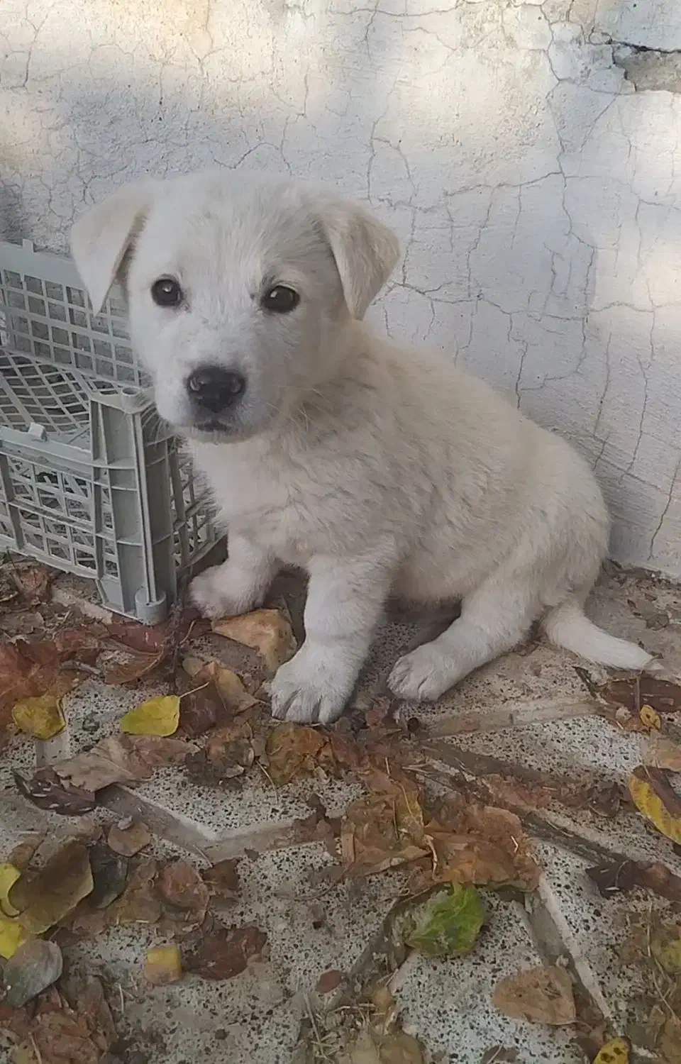 توله سگ پاکوتاه میکس|سگ|مشهد, جاهد شهر|دیوار