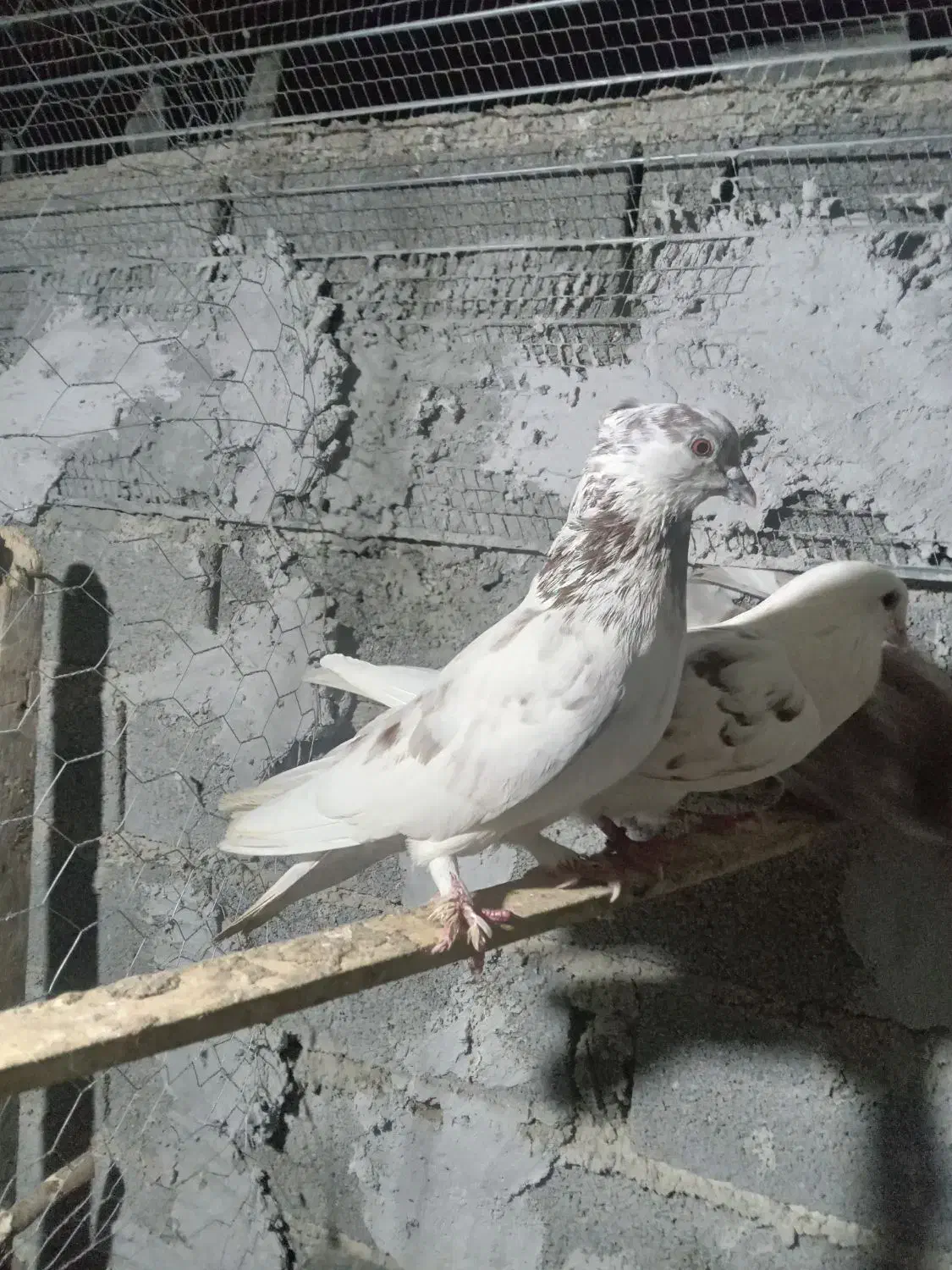 کبوتر پریده معاوزه با خروس لاری|پرنده|طبقده, |دیوار