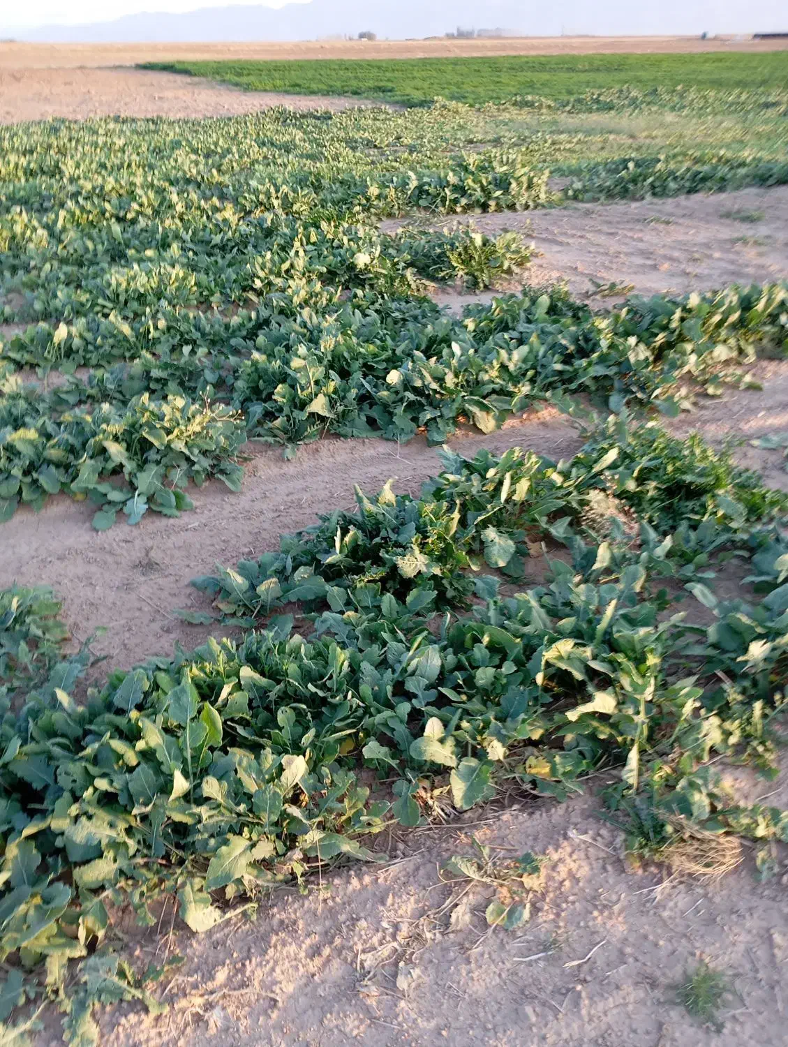 شلغم درشت دامی|حیوانات مزرعه|آباده, |دیوار