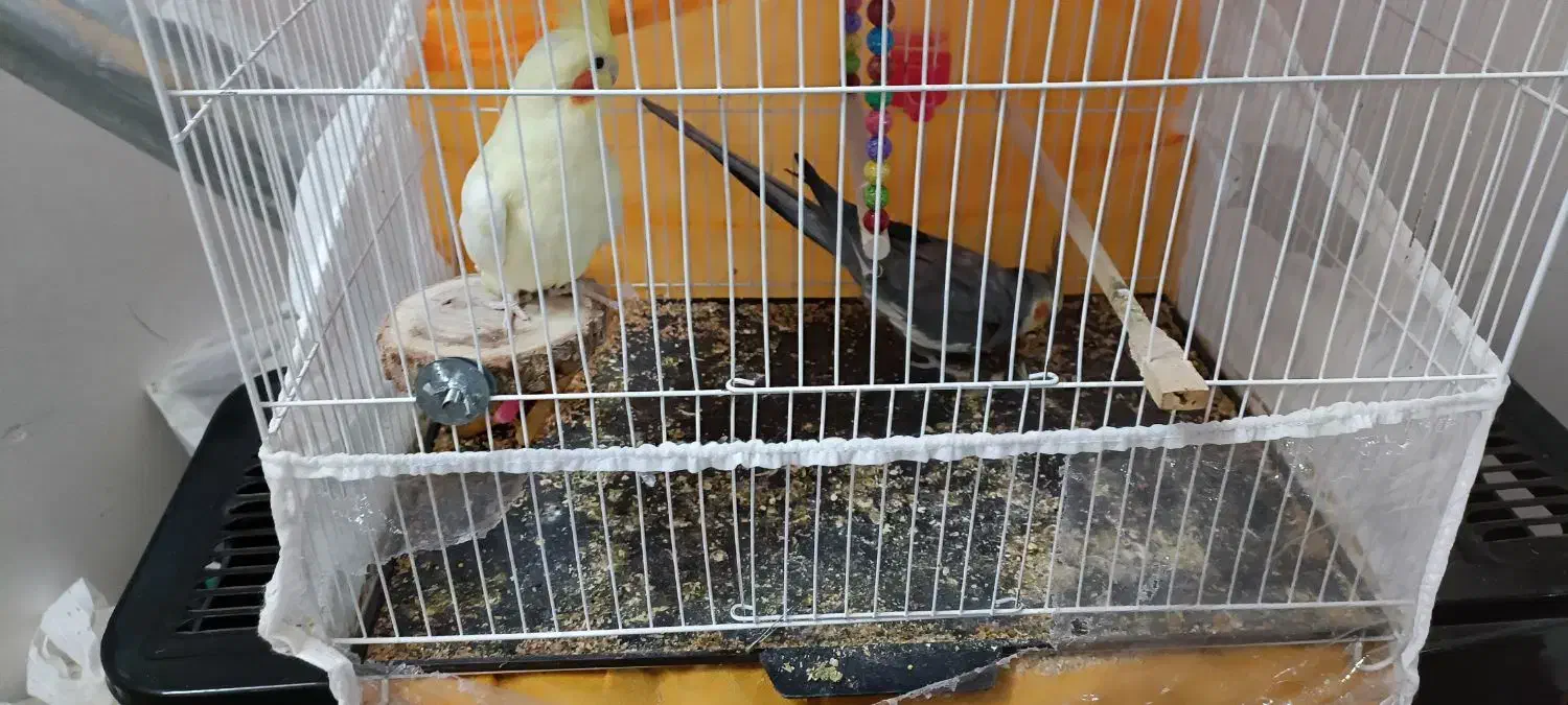 عروس هلندی و مرغ عشق پیدا شده|حیوانات|تربت جام, میان جام|دیوار