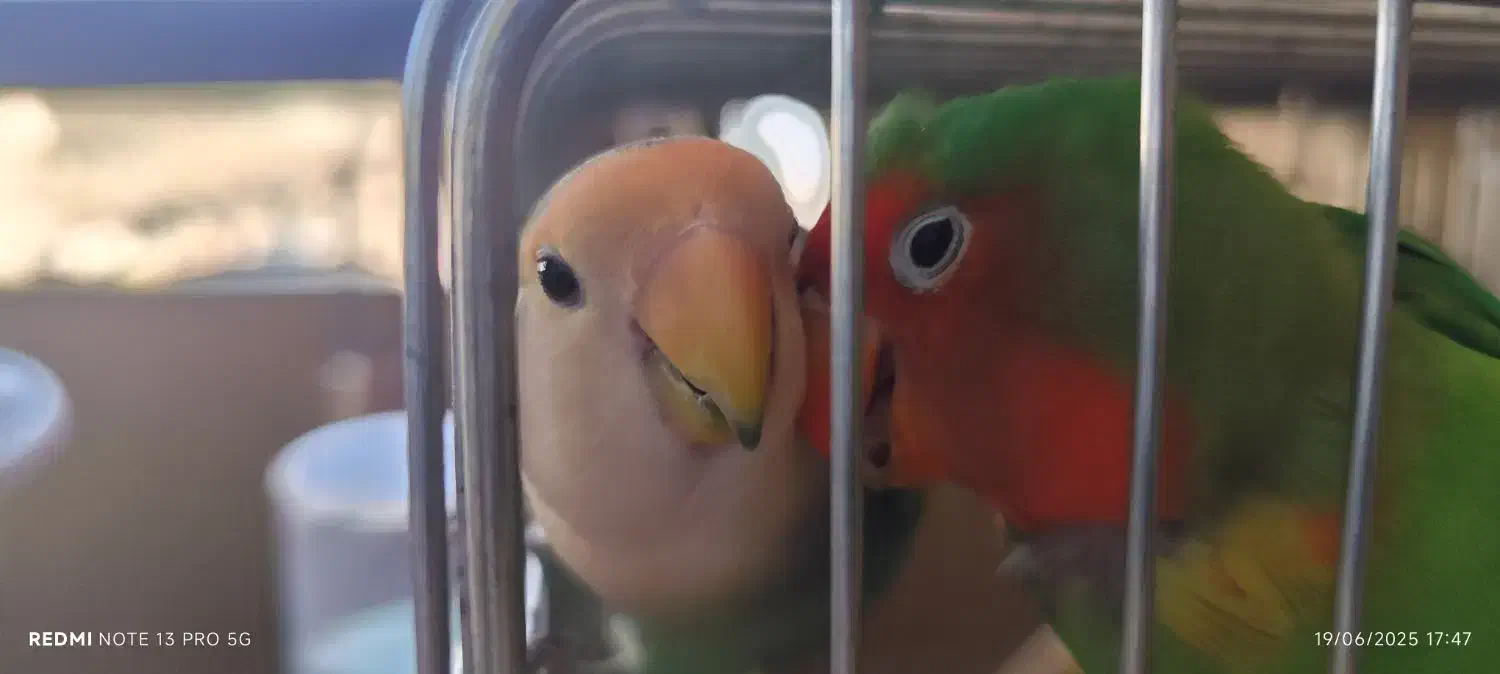 جفت برزیلی|پرنده|کرج, عظیمیه|دیوار