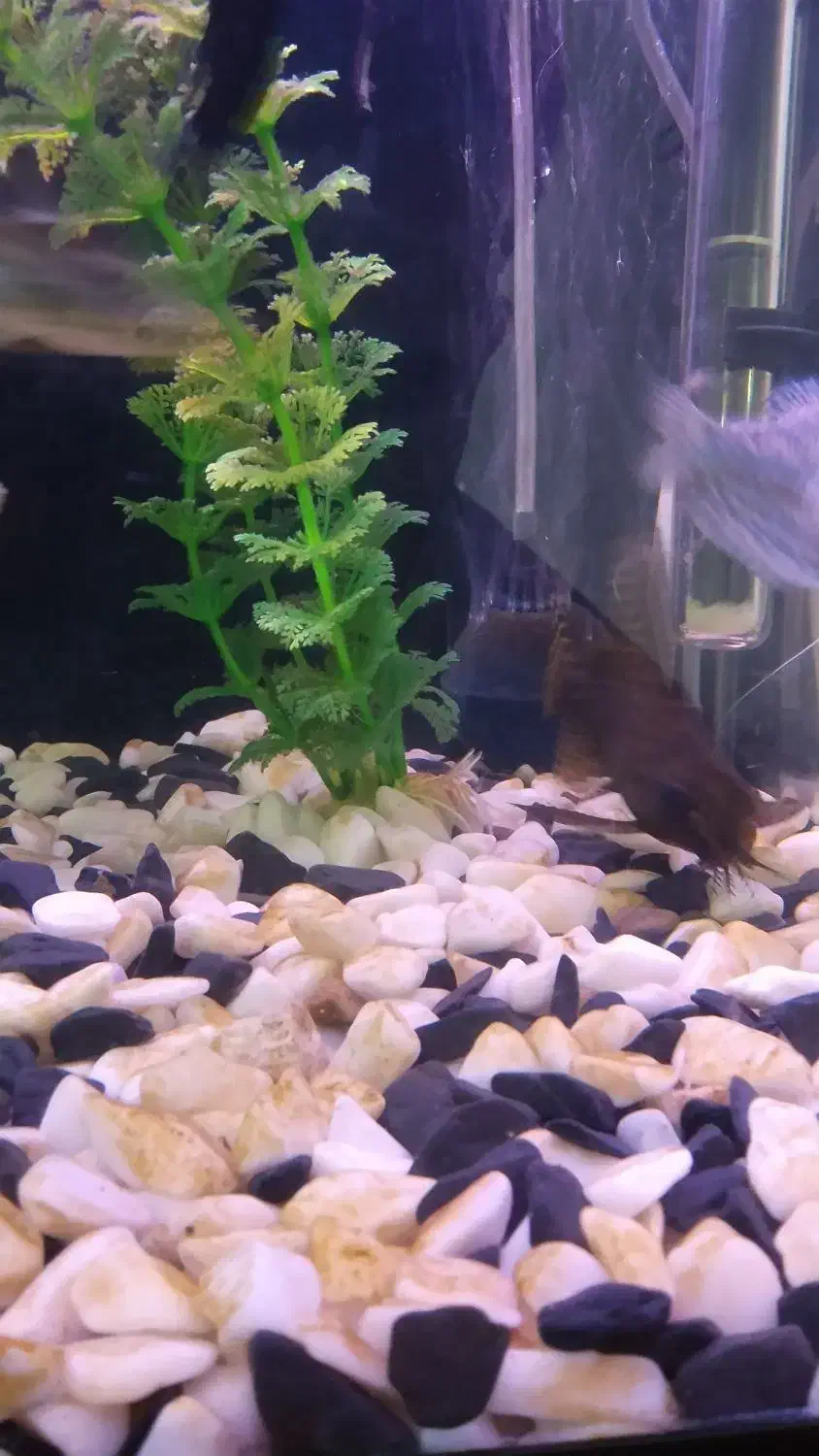 ماهی|ماهی|پاکدشت, حصار امیر|دیوار