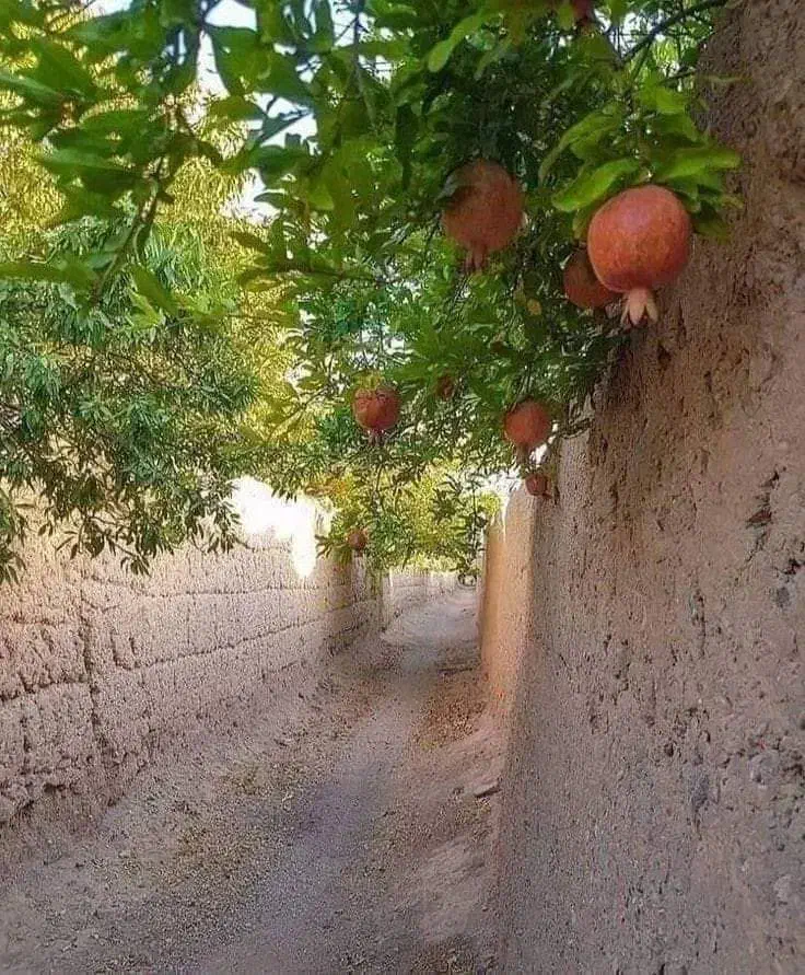 زمین تجاری در جهرم|فروش زمین و ملک کلنگی|شیراز, آبیاری|دیوار