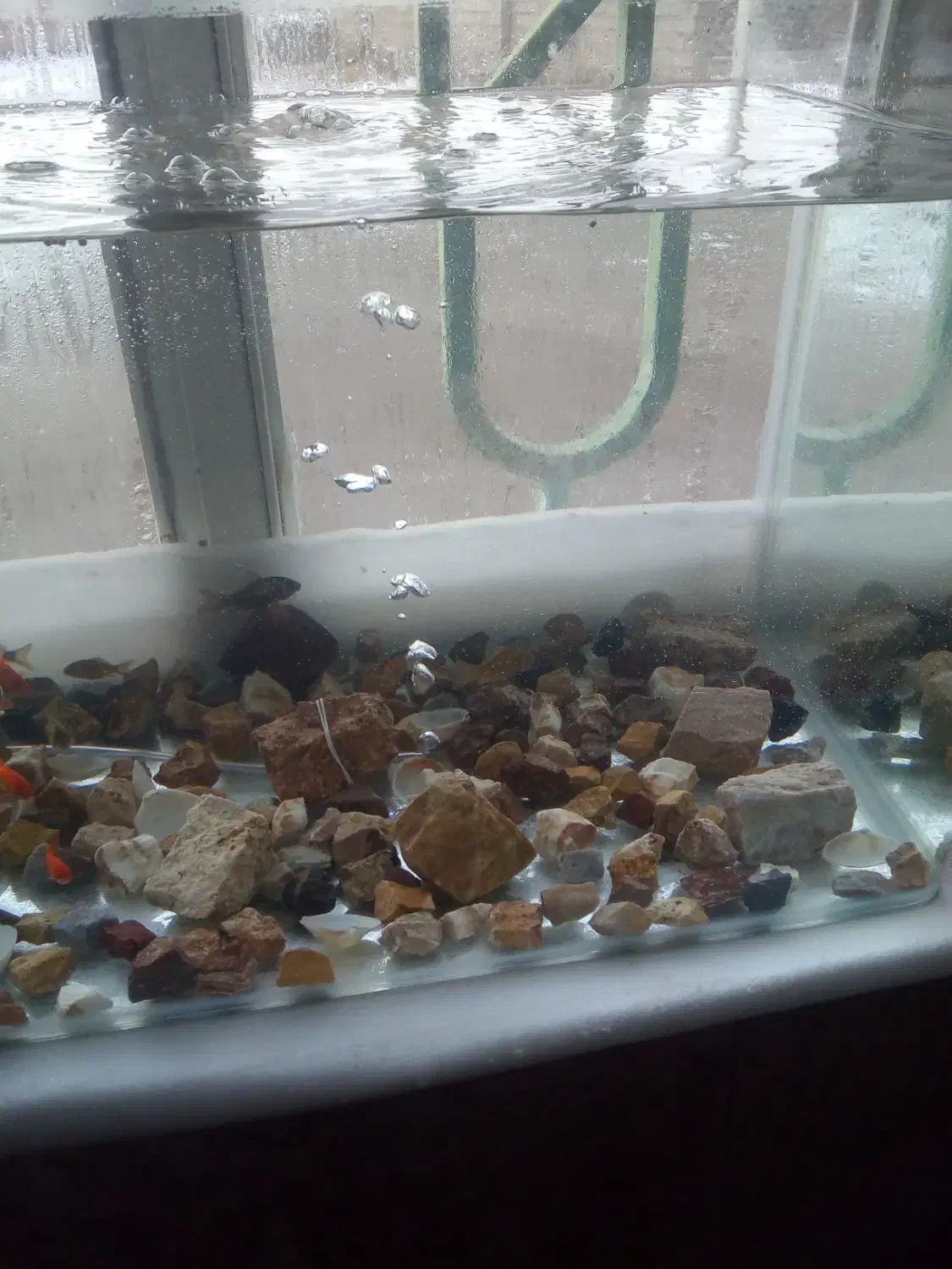 آکواریوم|ماهی|ماکو, |دیوار