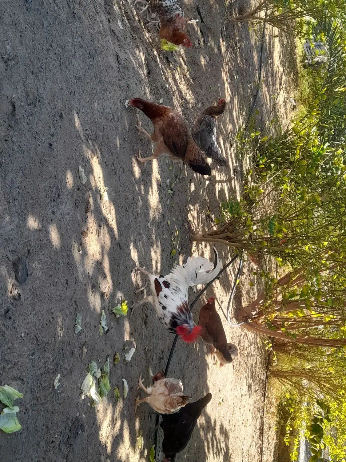 تخم مرغ گلین محلی|حیوانات مزرعه|بندرعباس, |دیوار