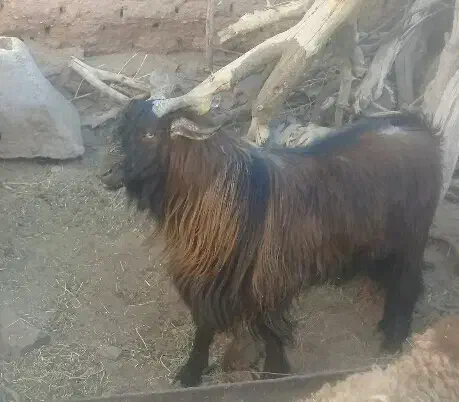 نربز و بزغاله نر|حیوانات مزرعه|فردوس (خراسان), |دیوار