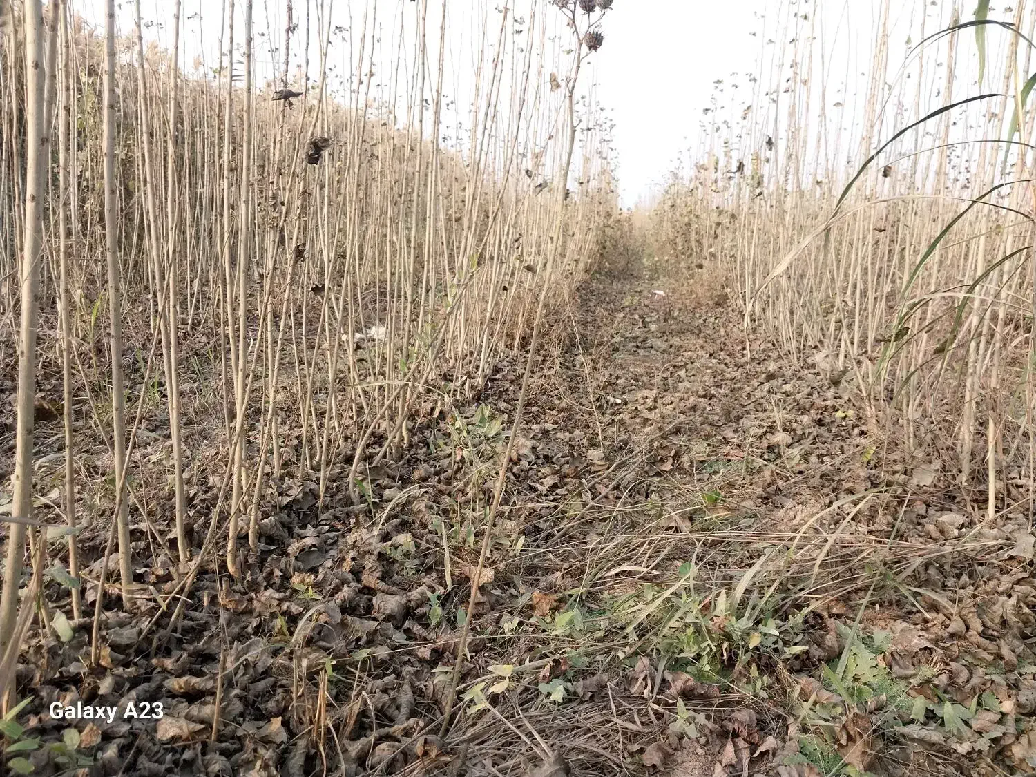 نهال صنوبر نیگرا|خدمات باغبانی و درختکاری|قشلاق دشت, |دیوار