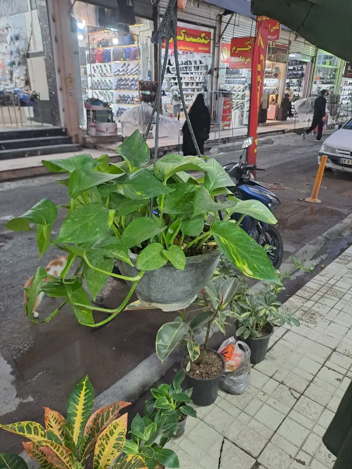 گل رنگارنگ|گل و گیاه طبیعی|کرمانشاه, |دیوار