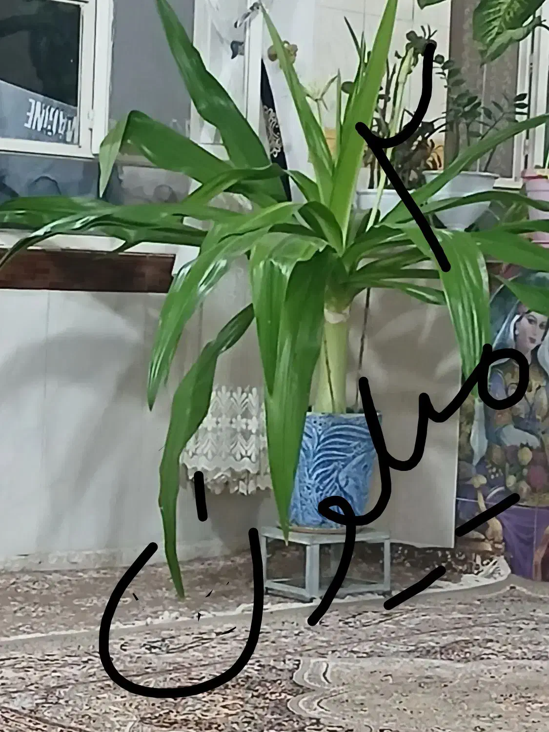 فروش گل در کلاته عرب|گل و گیاه طبیعی|عطاملک, |دیوار