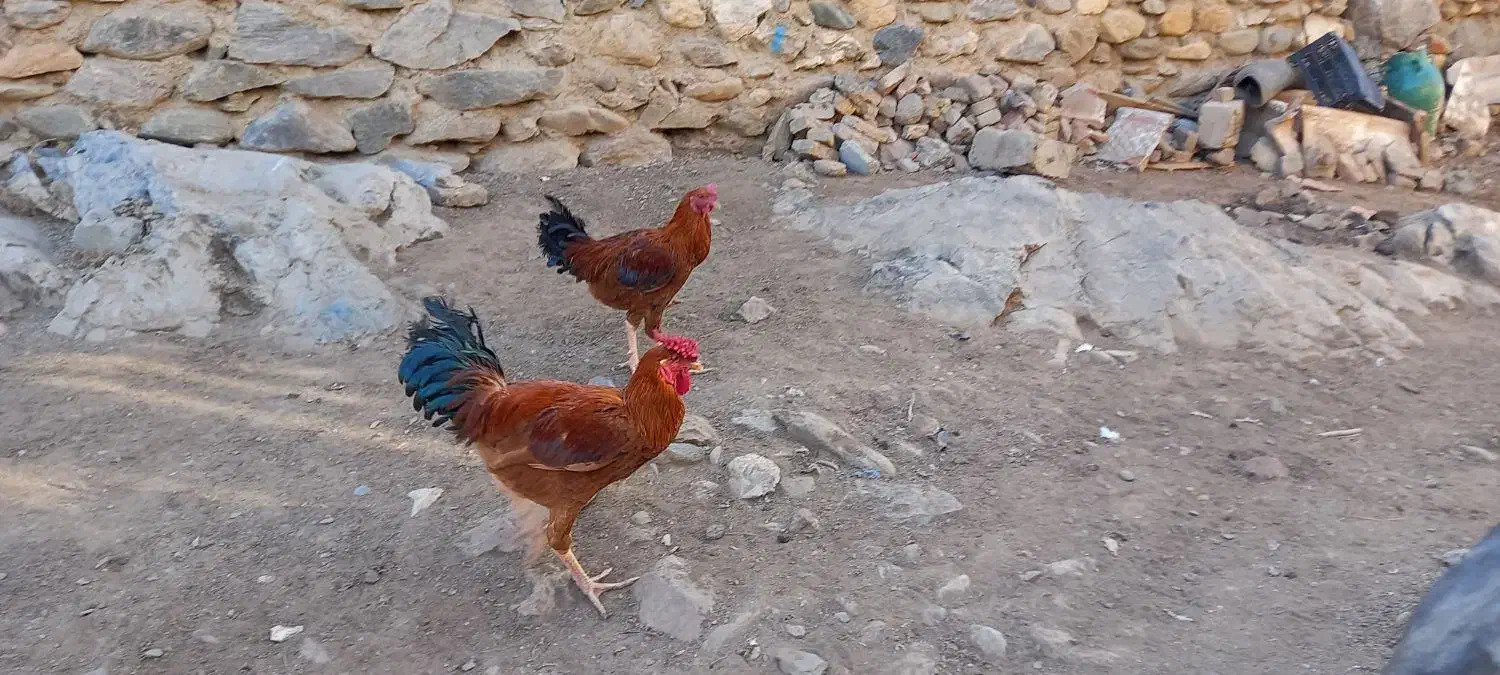 ۲خروس سرخ محلی لاری|حیوانات مزرعه|بانه, |دیوار