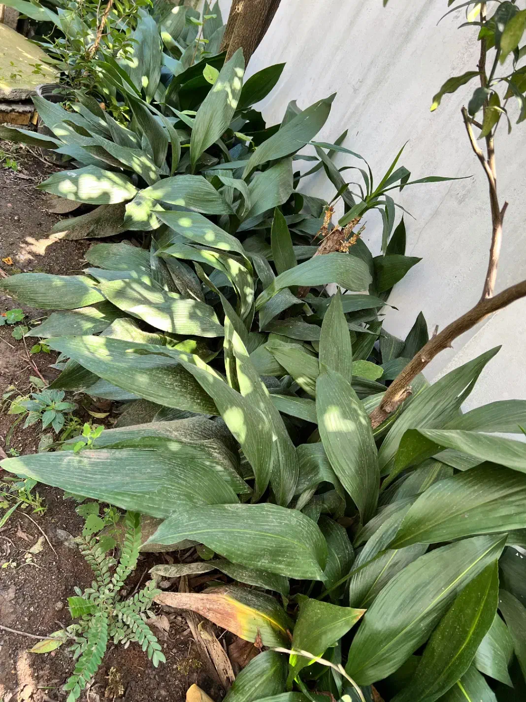 فروش پیاز برگ عبایی حجم بالا ونهال آووکادو ۲.۵متری|گل و گیاه طبیعی|رامسر, |دیوار