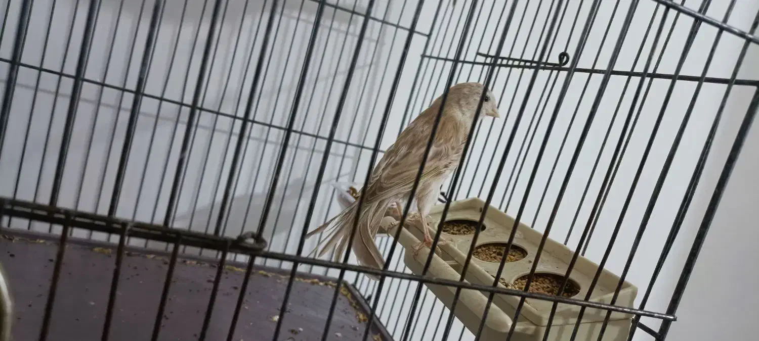 قناری ماده تن نخورده|پرنده|پاکدشت, پاکدشت (مامازند)|دیوار