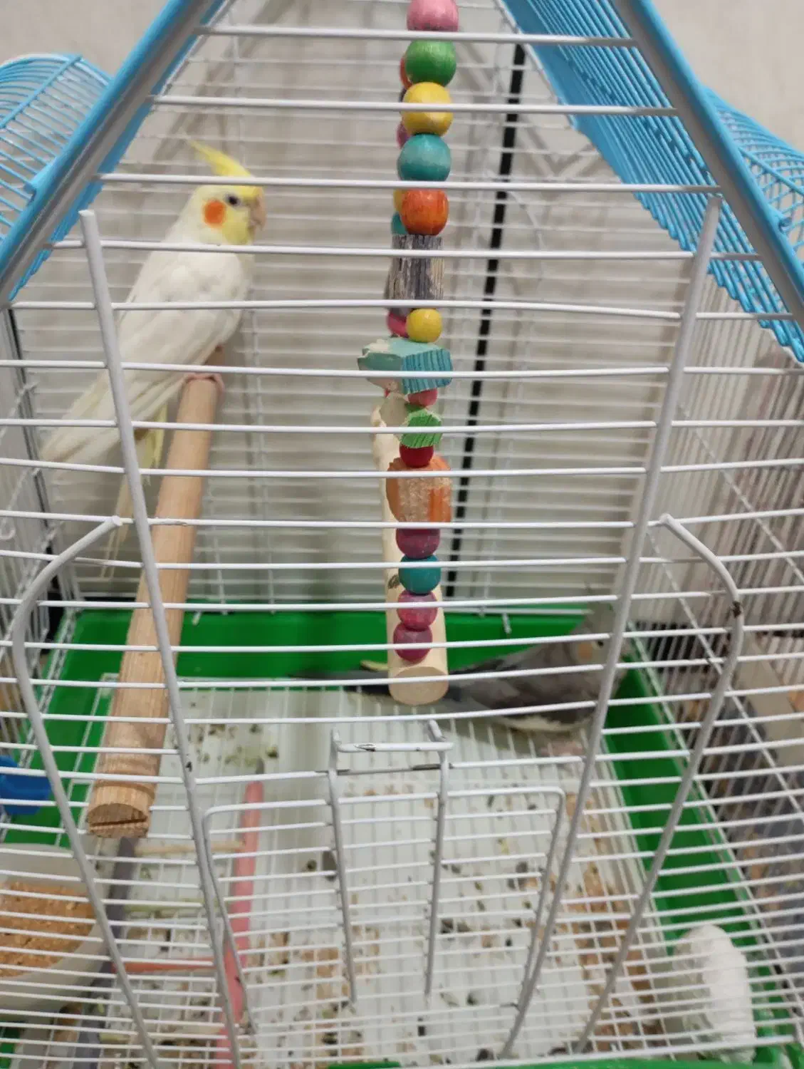 عروس هلندی نر و ماده همراه با قفس|پرنده|سردشت, |دیوار