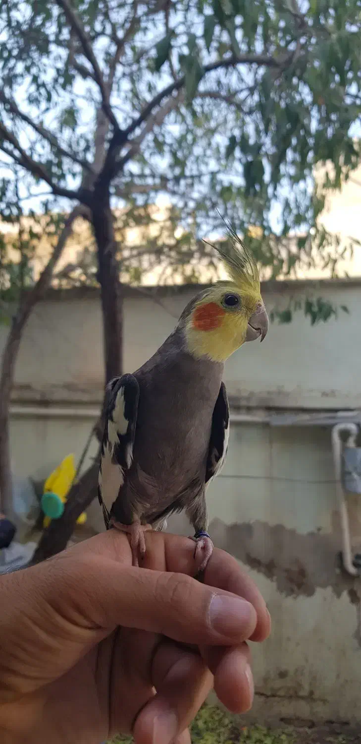 عروس هلندی نر طوسی بالغ دستی حلقه پاقیمت مناسب|پرنده|فیروزکوه, |دیوار