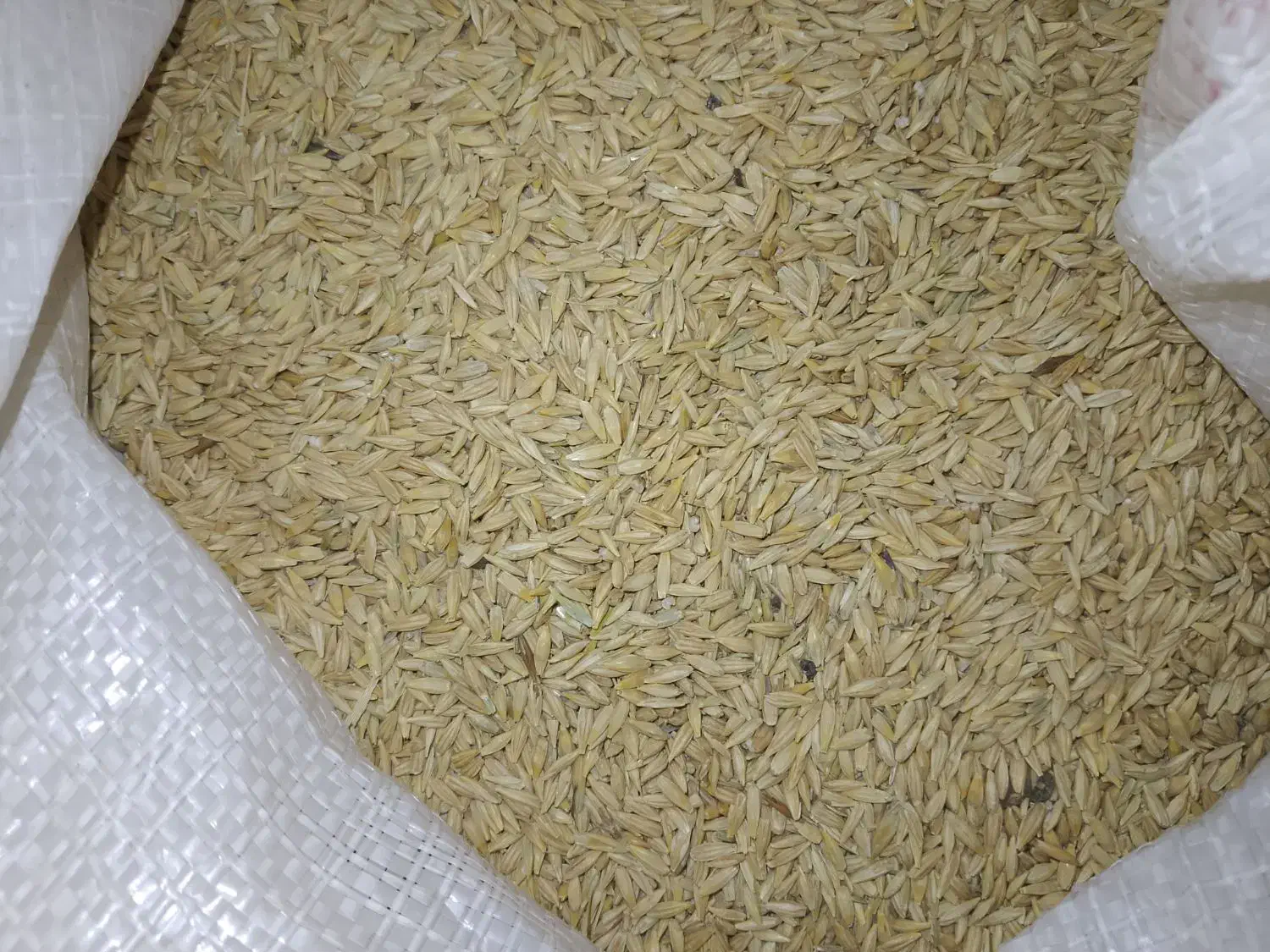 جو گندم|لوازم جانبی حیوانات|سیب و سوران, |دیوار