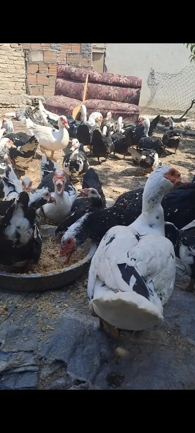 اردک اسرائیلی خارجی مسکویی|حیوانات مزرعه|قائم‌شهر, |دیوار