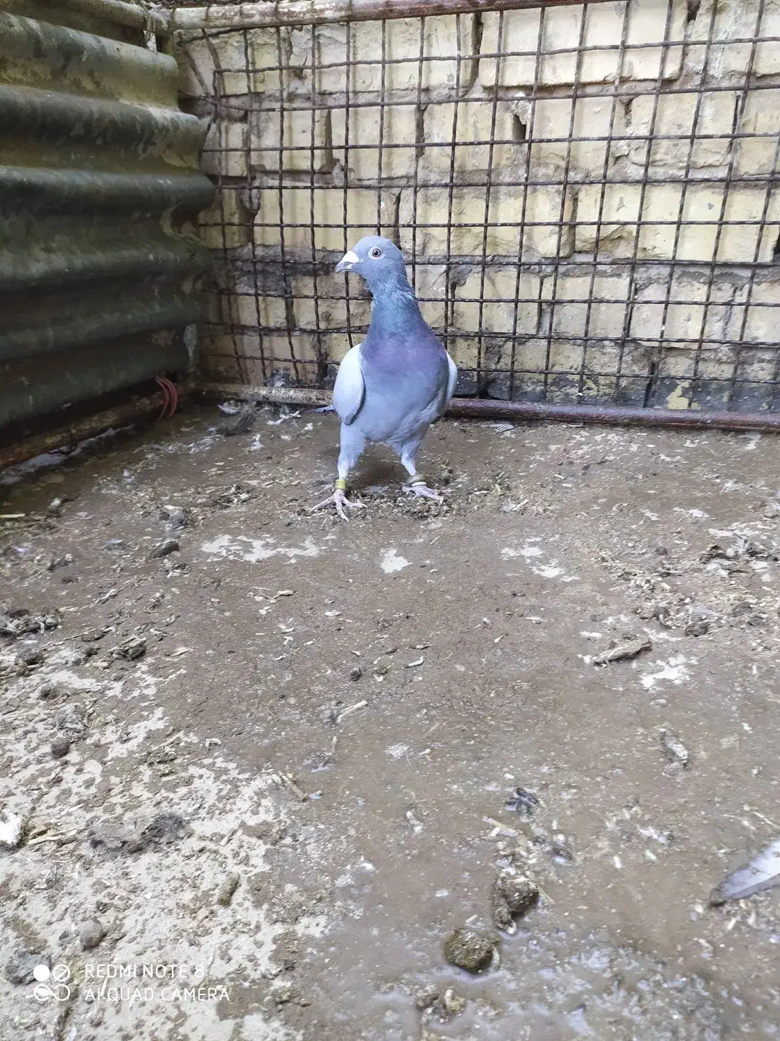 6عدد جوجه با یک عدد نر پلاکی|پرنده|کویرات, |دیوار