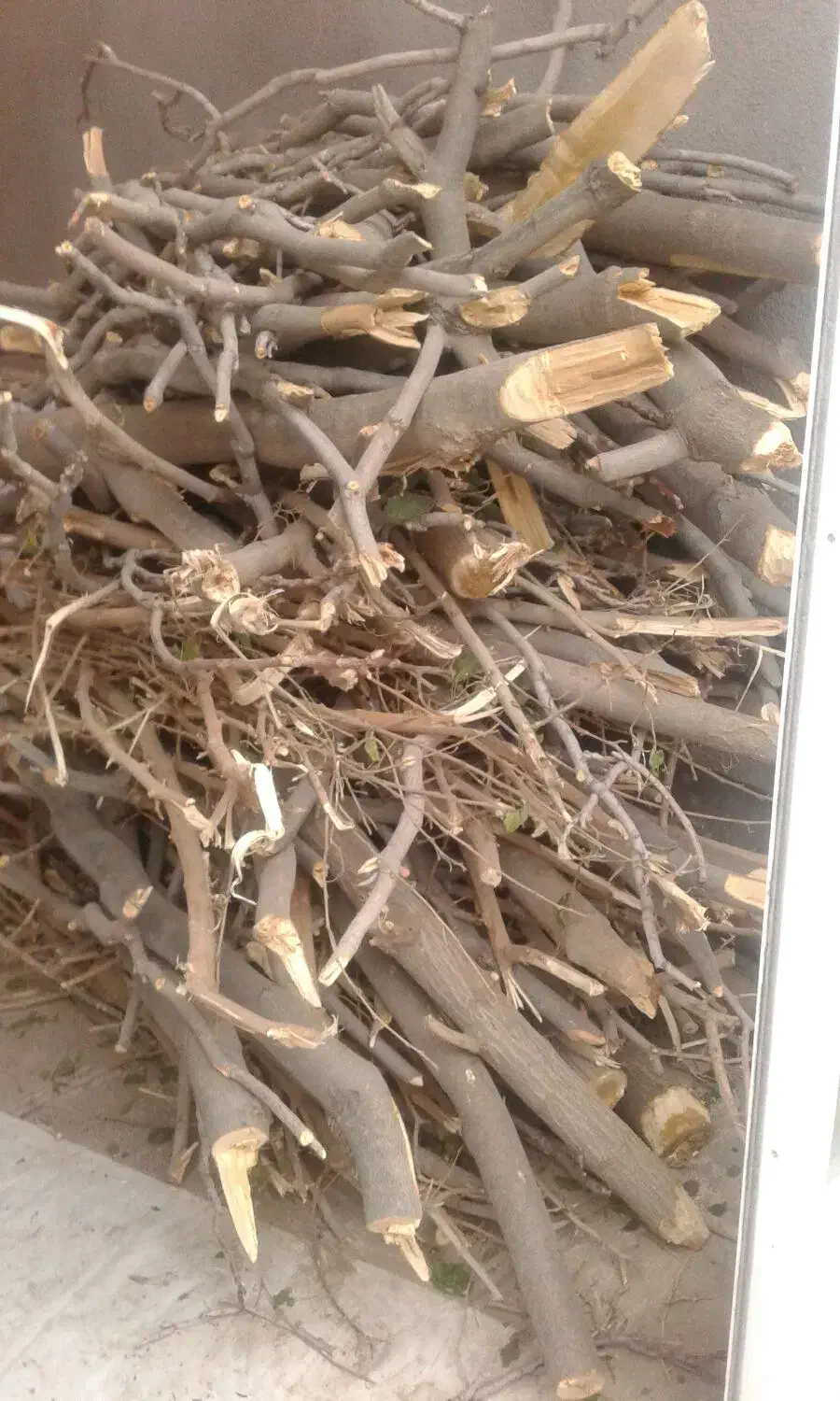 فروش چوب|مصالح و تجهیزات ساختمان|تربت جام, شاد|دیوار