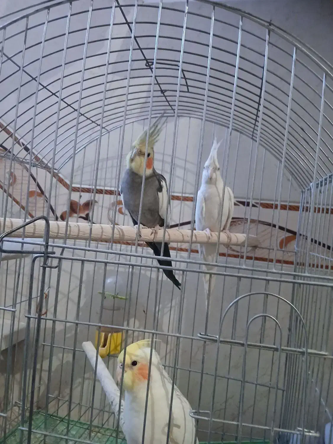 عروس هلندی|پرنده|صحنه, |دیوار