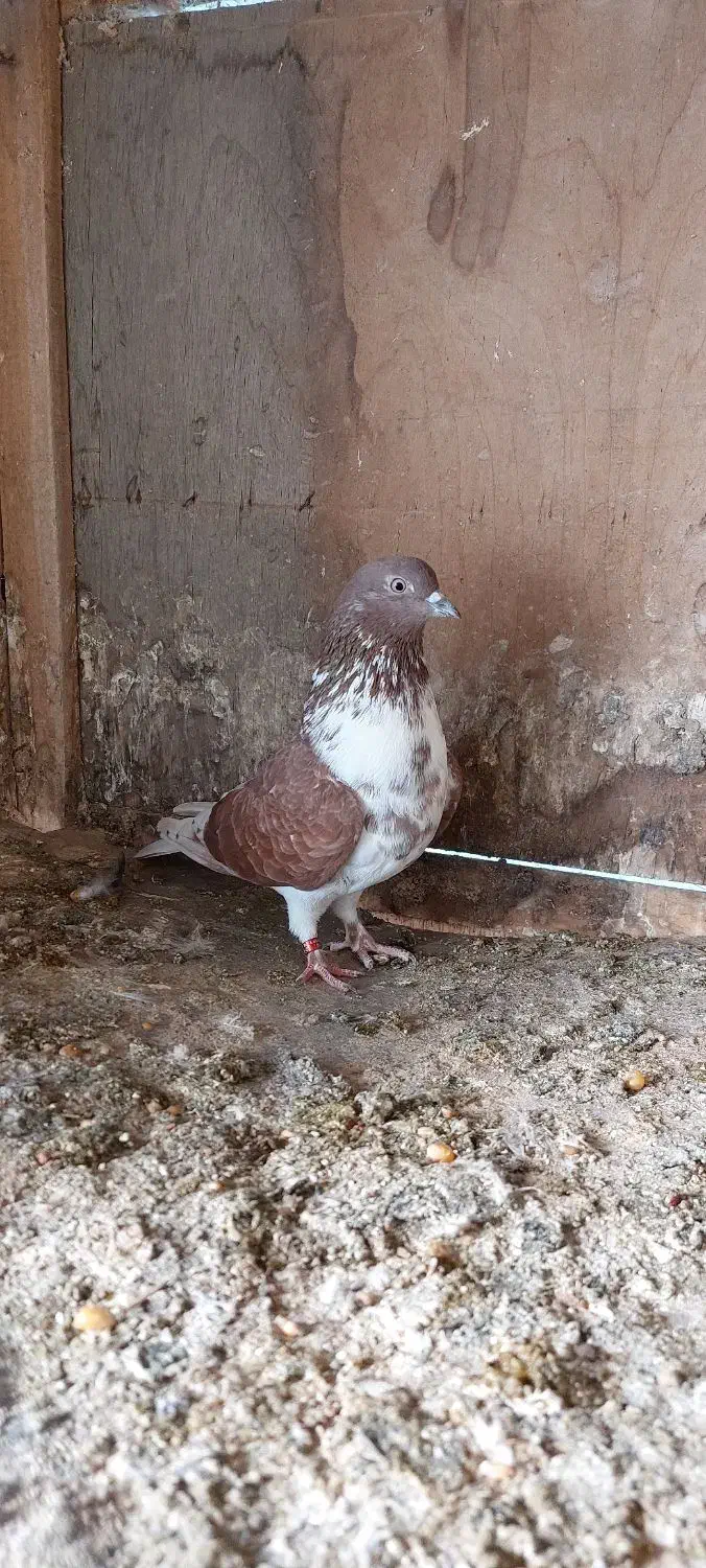 کبوتر|پرنده|شفت, |دیوار