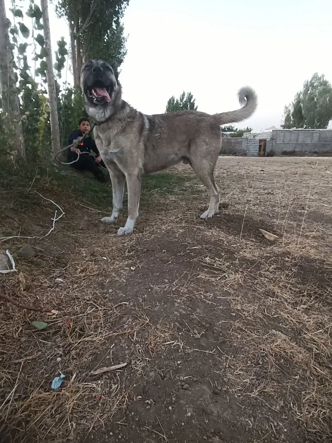 واگذاری|سگ|صوفیان, |دیوار