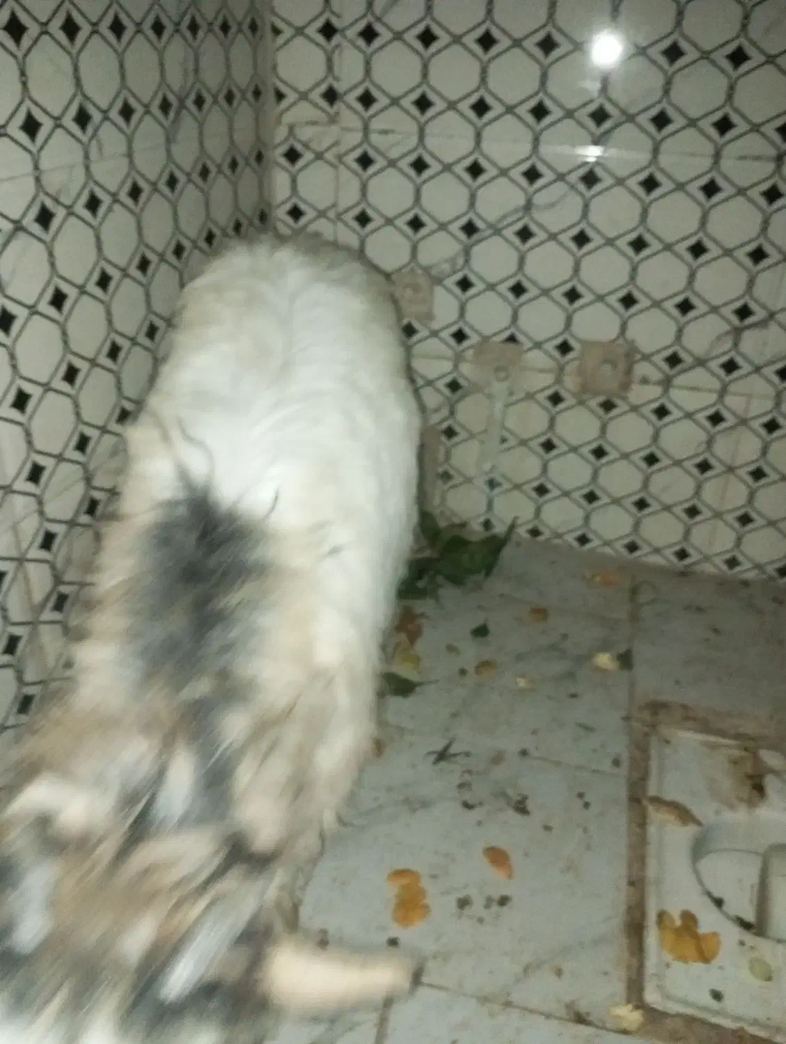 بزغاله ماده|حیوانات مزرعه|کرمانشاه, |دیوار