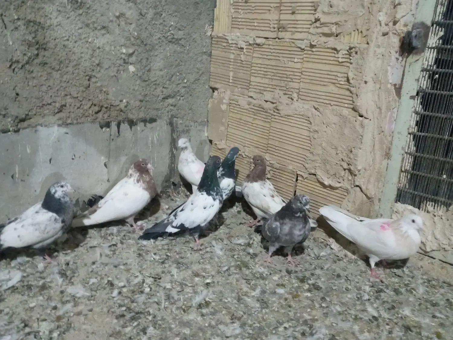 کبوترفروشی|پرنده|فامنین, |دیوار