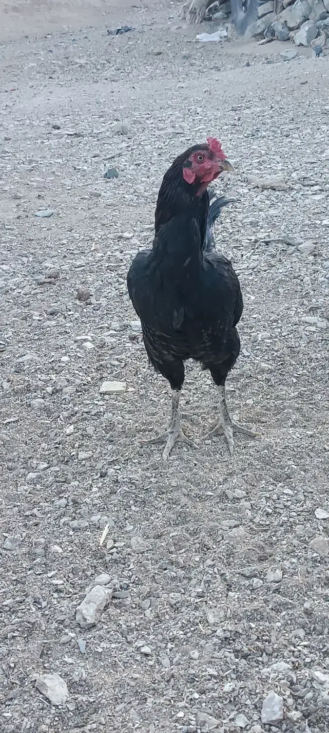 لاری|حیوانات مزرعه|سربیشه, |دیوار