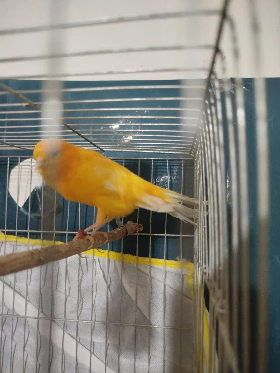 سقا قناری|پرنده|کرمان, |دیوار