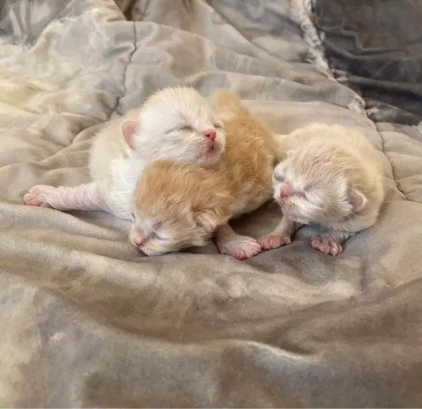 گربه نر (جفت گیری)|گربه|زنجان, |دیوار