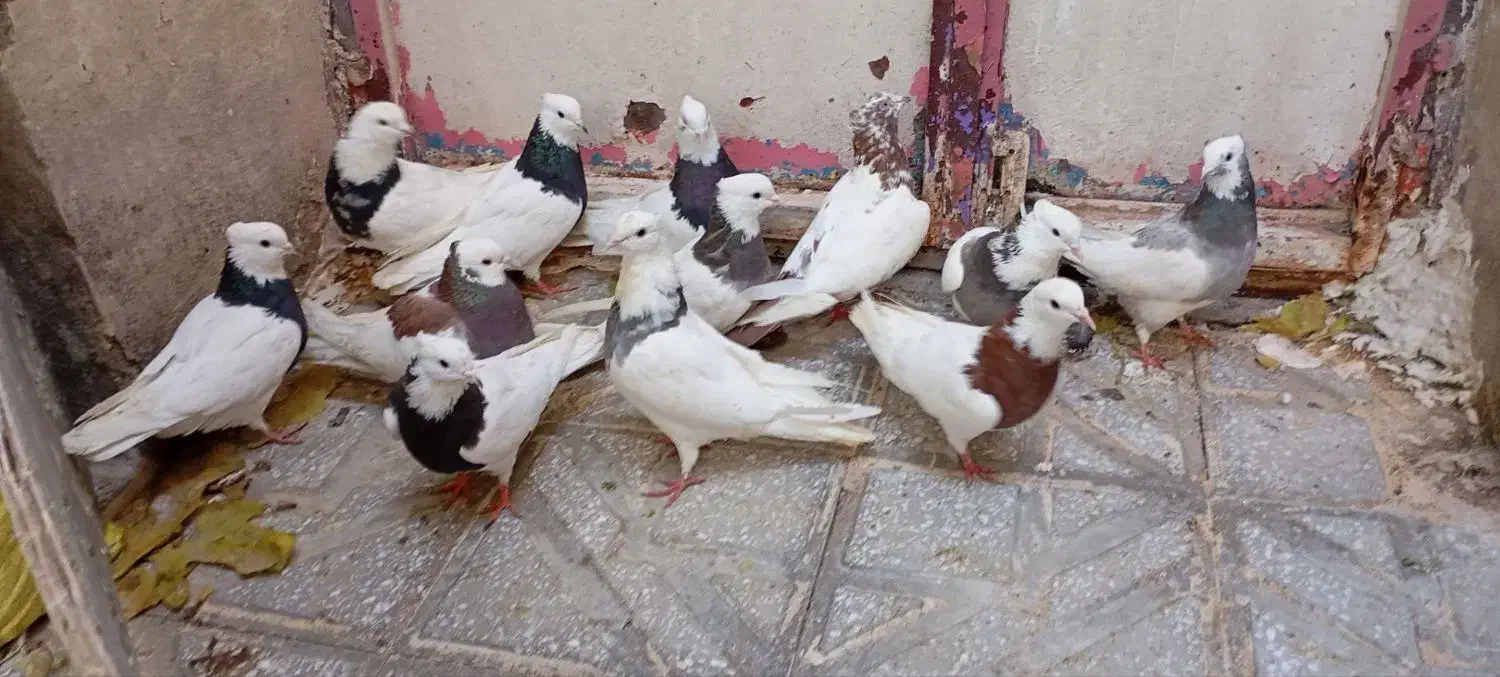 کبوتر طوقی ونامه بر|پرنده|کرمانشاه, |دیوار