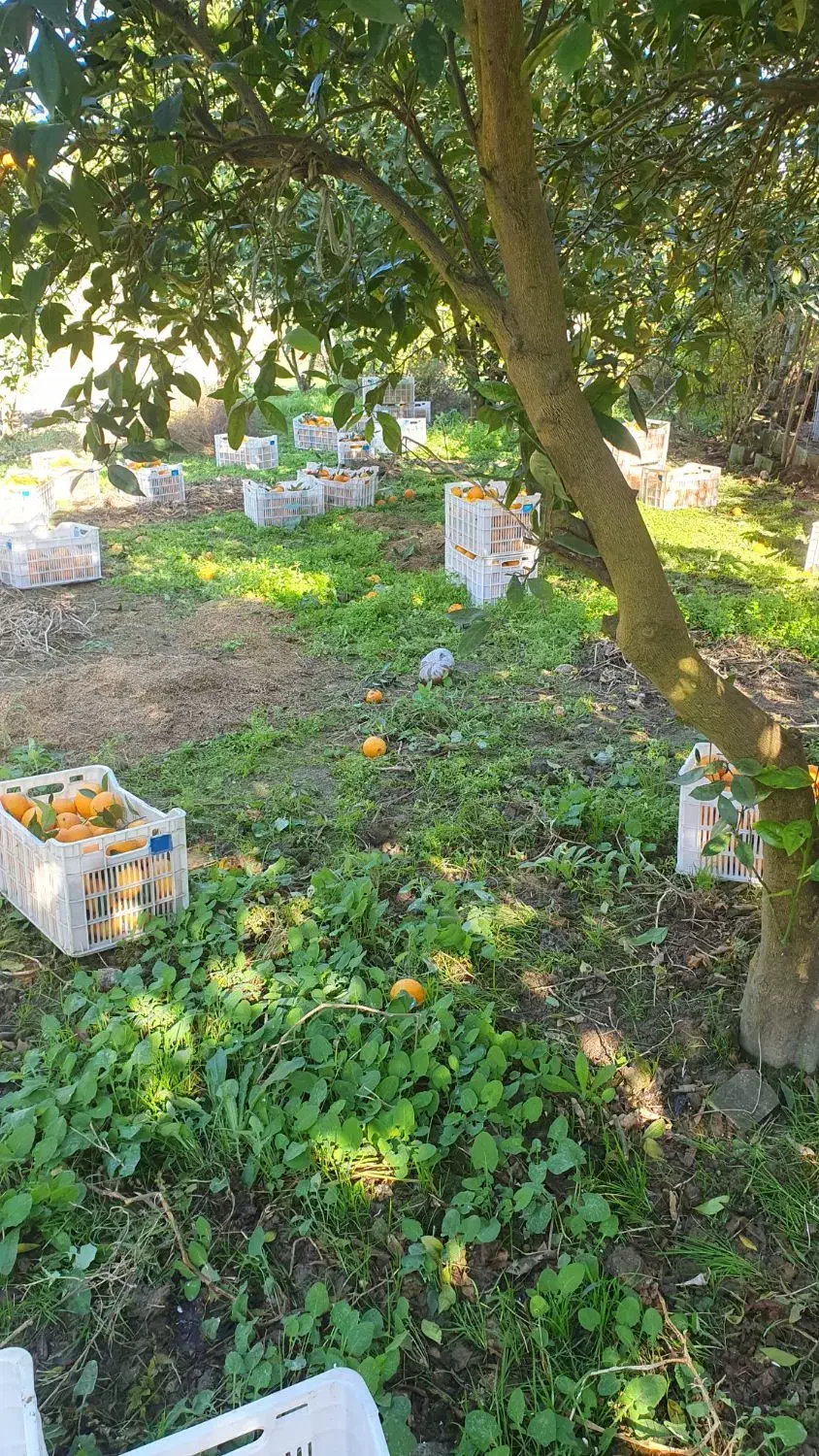 مرکبات تامسون لوکس|عمده‌فروشی|زرگرشهر, |دیوار