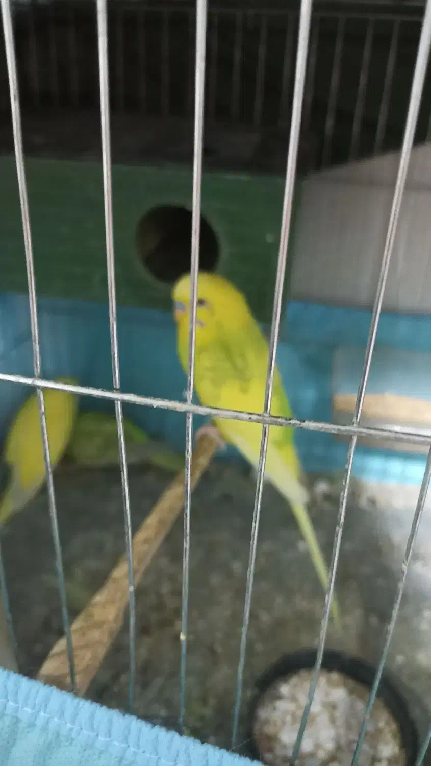 مرغ عشق با جوجه|پرنده|چهارباغ, |دیوار