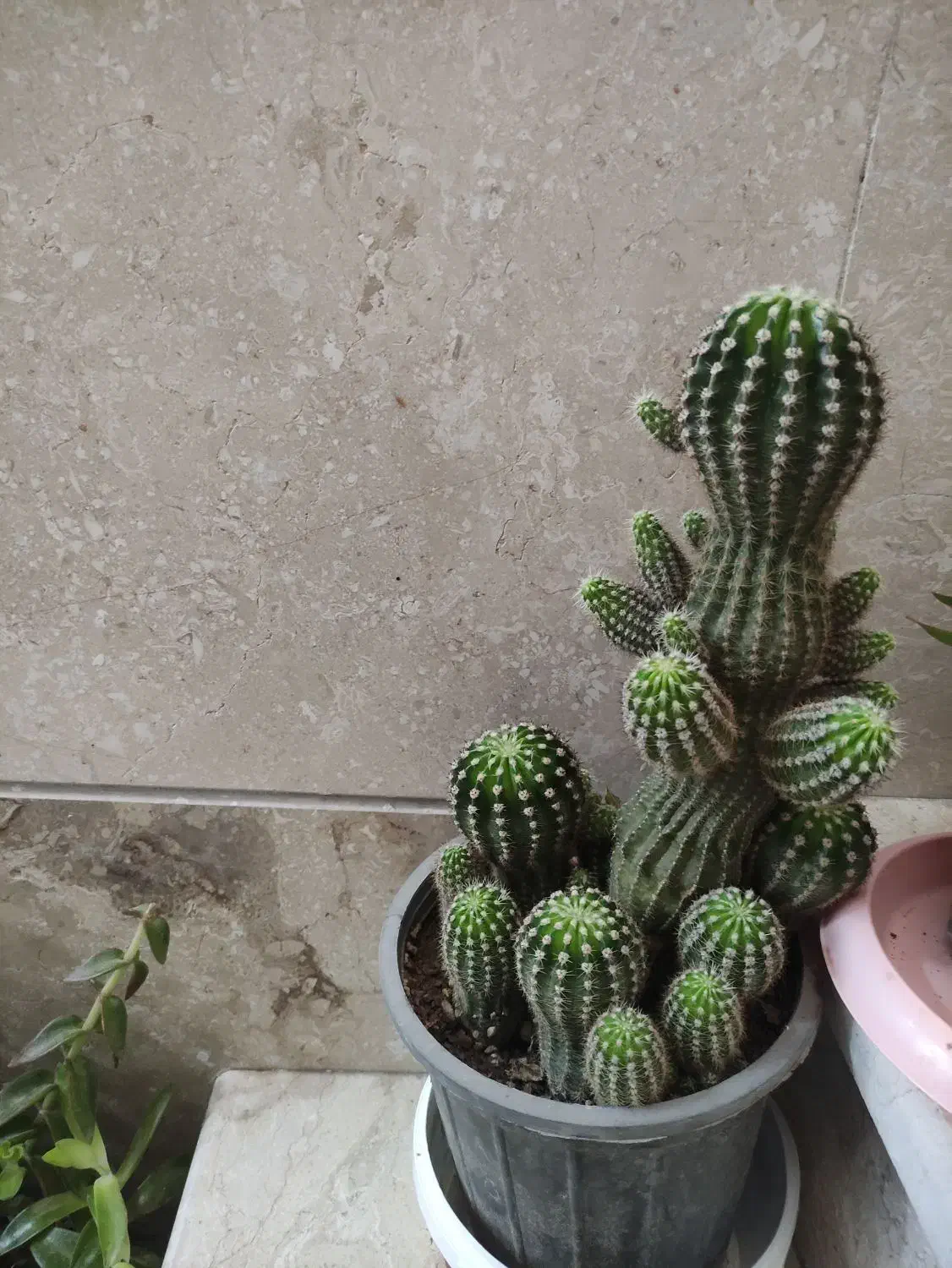 گل کاکتوس|گل و گیاه طبیعی|کرج, شهرک ولیعصر|دیوار