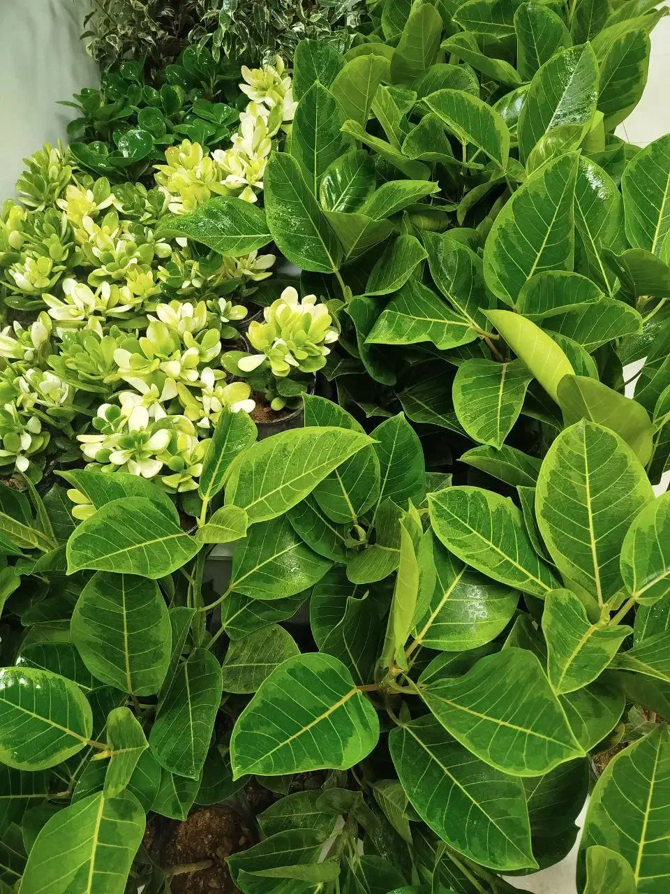 گل خونگی|گل و گیاه طبیعی|اصفهان, گرکان|دیوار