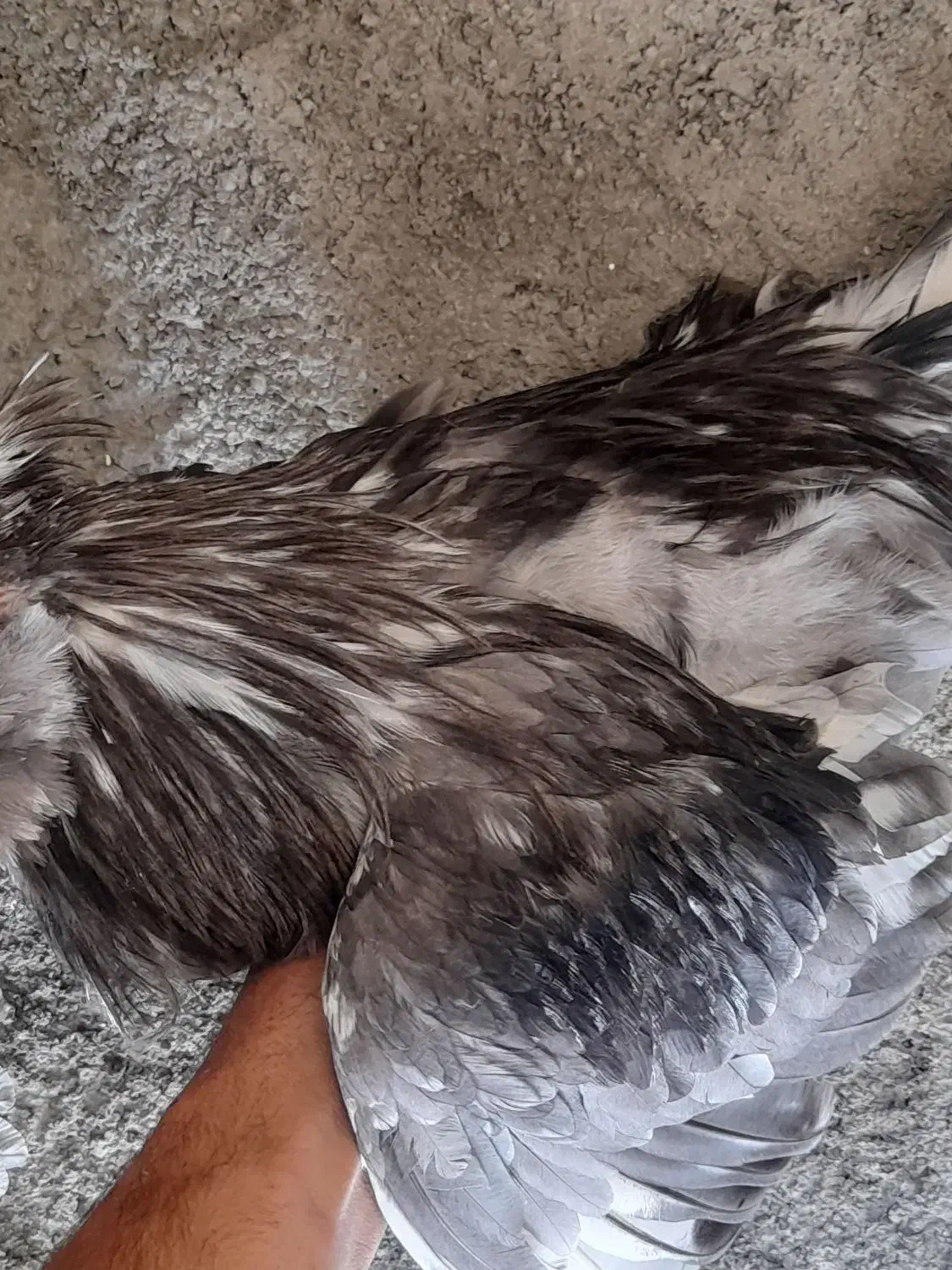 طوسی بدون غلط|حیوانات مزرعه|فارسان, |دیوار