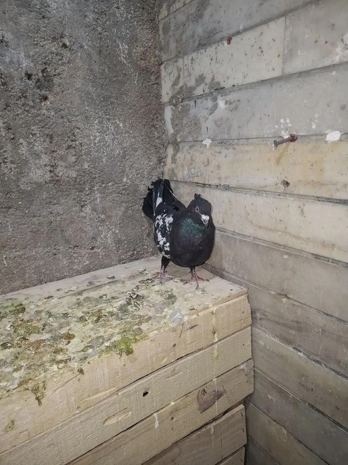 سینه سیاه|پرنده|شیراز, فرودگاه شهید دستغیب شیراز|دیوار