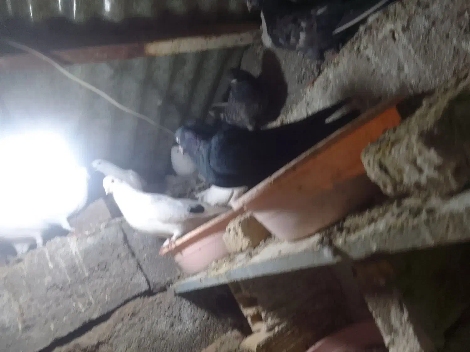 کبوتر|پرنده|تبریز, |دیوار