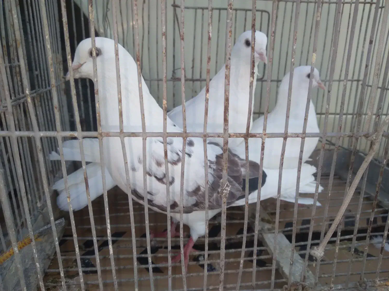 سه عدد کبوتر ناب گردن کلفت جنس قدیم با ضمانت|پرنده|کوراییم, |دیوار