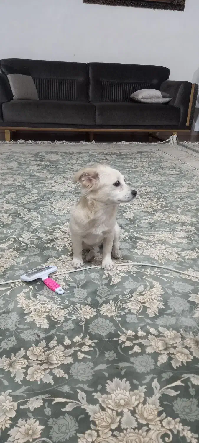 واگذاری سگ اشپتز ماده پنج ماهه|سگ|کرمانشاه, |دیوار